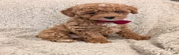 Toy Poodle dogs for sale: George  - Ad 4