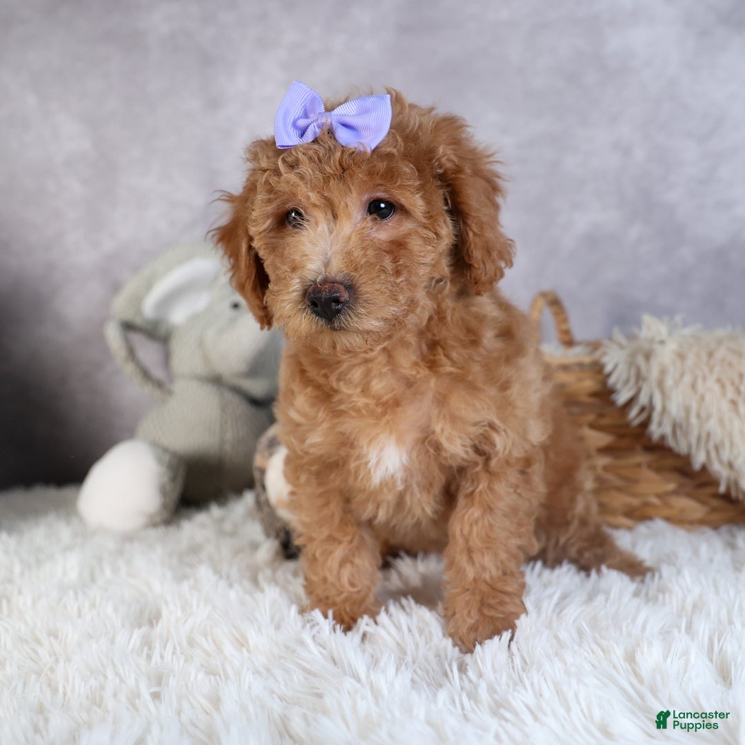 Shihpoo dogs for sale: Evie - Ad 13