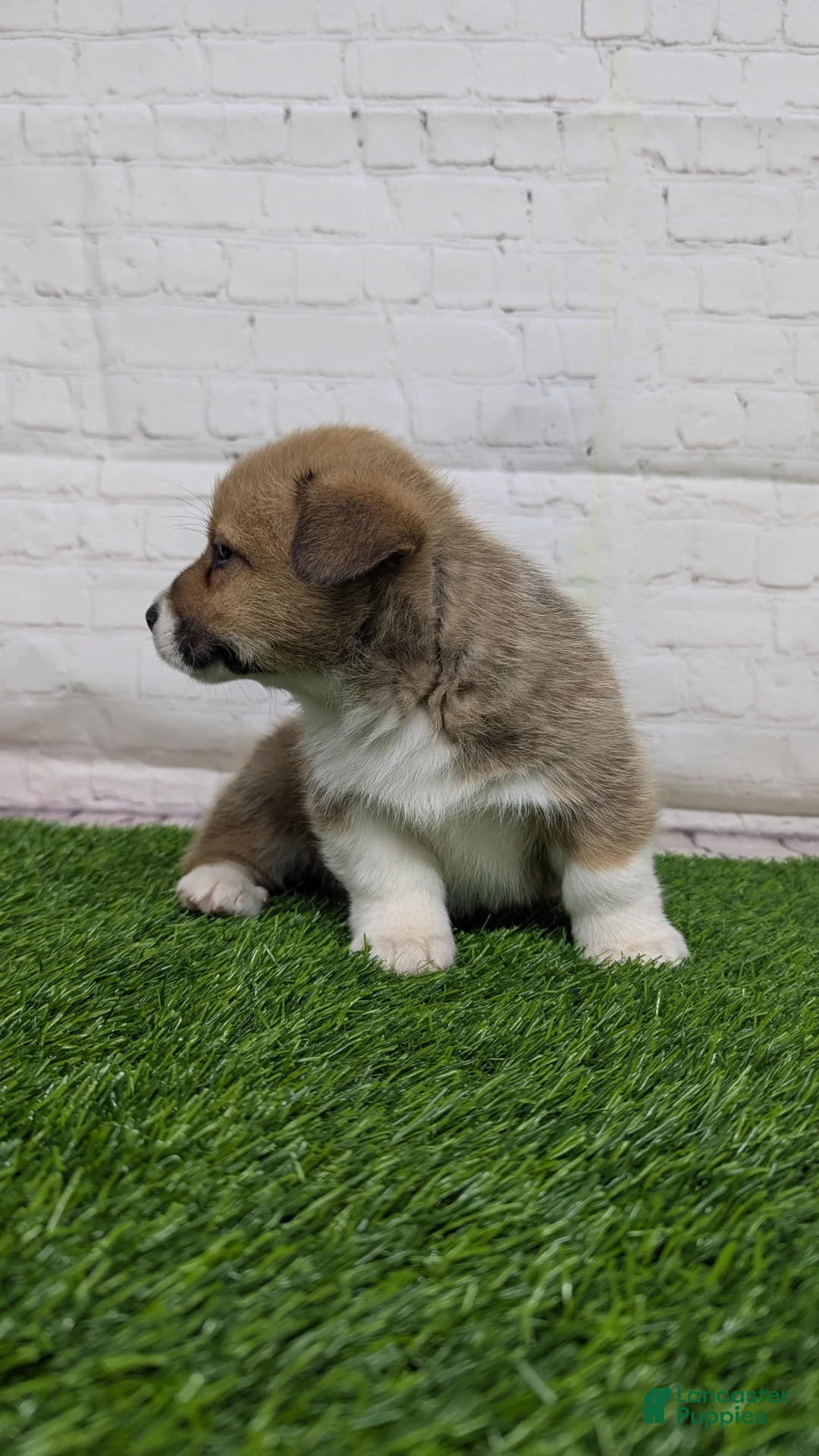 Welsh Corgi Pembroke dogs for sale: Molly - Ad 6