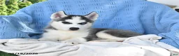 Siberian Husky dogs for sale: Norman - Ad 5