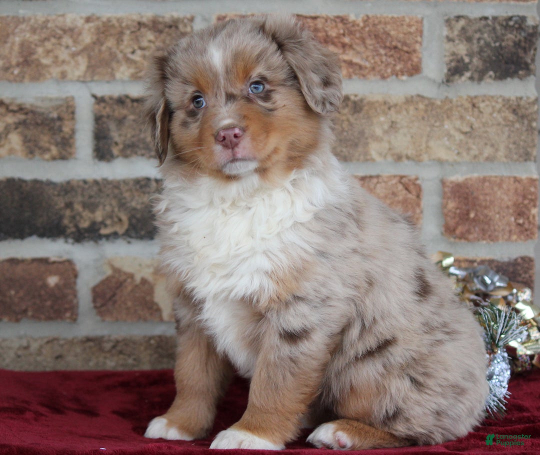 Miniature Australian Shepherd dogs for sale: Marshall - Ad 1