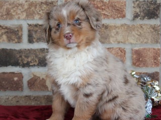 Miniature Australian Shepherd dogs Marshall - Ad 38