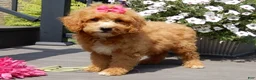 Mini Goldendoodle dogs for sale: Sasha - Ad 3