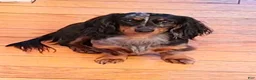 Mixed Breed dogs for sale: Lily - Ad 4
