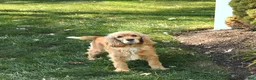 English Cocker Spaniel dogs for sale: Rusty - Ad 6