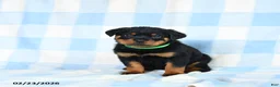 Rottweiler dogs for sale: Wendy - Ad 3