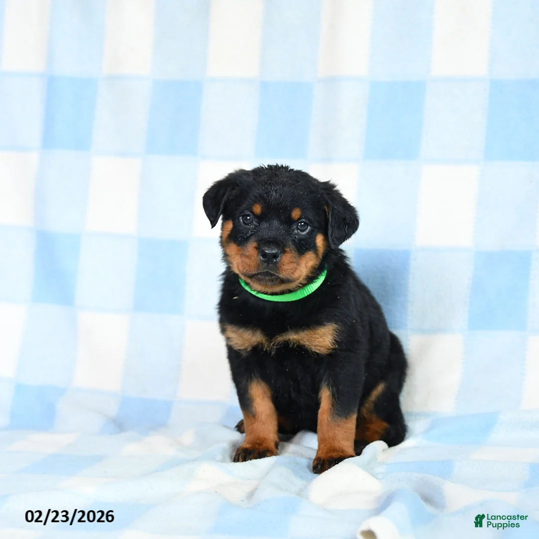 Rottweiler dogs for sale: Wendy - Ad 3