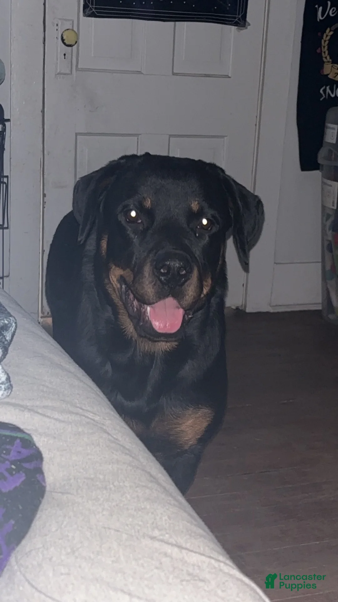 Mixed Breed dogs for sale: Boy 1 - Ad 3