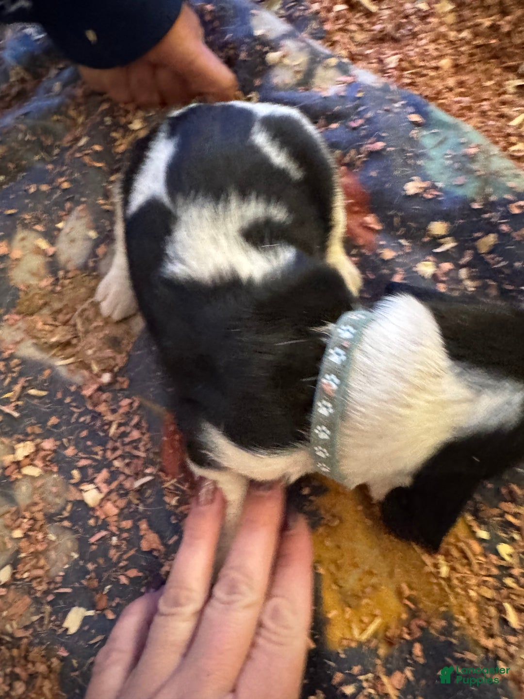 Basset Hound dogs for sale: Basset Hound Puppy 4 - Ad 3