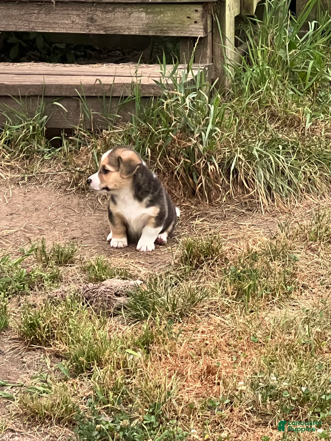 Mixed Breed dogs for sale: Spanky jr - Ad 2