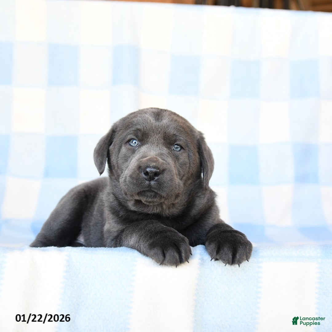 Labrador Retriever dogs for sale: Nickel - Ad 2