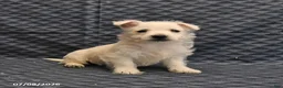 West Highland Terrier dogs for sale: Keith - Ad 4