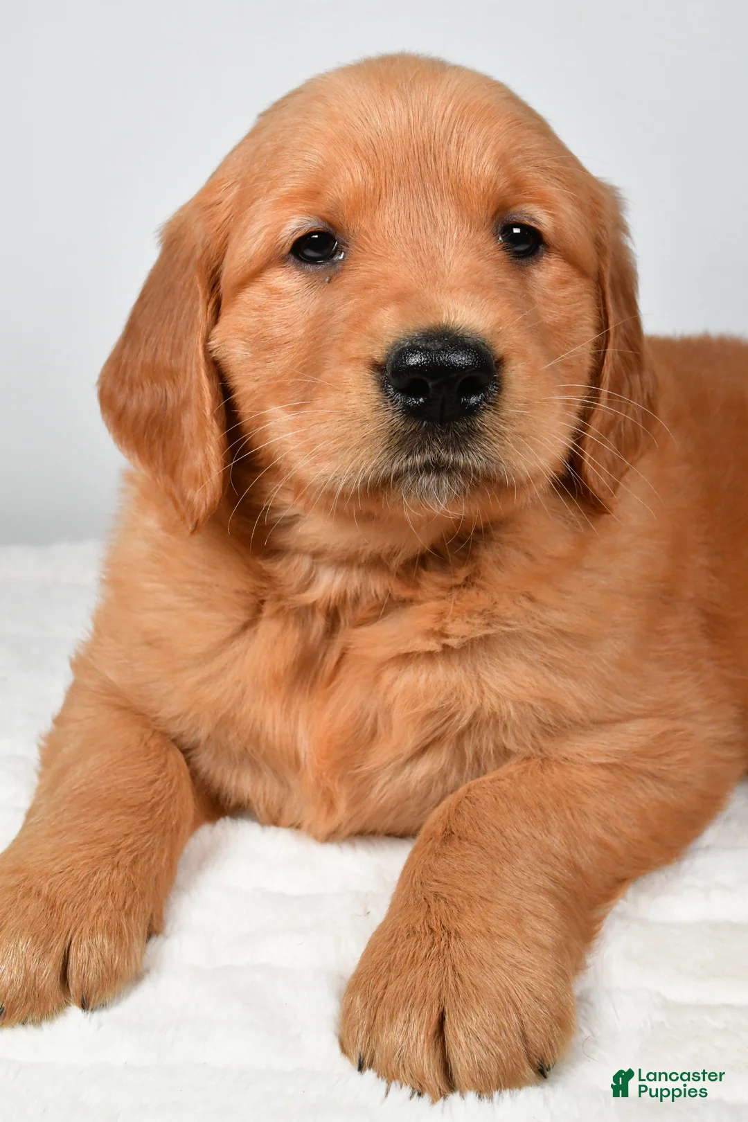 Golden Retriever dogs for sale: Rambo - Ad 2