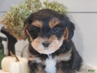 Yorkiepoo dogs Brooke - Ad 37