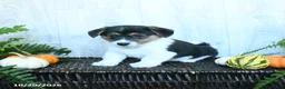 Welsh Corgi Pembroke dogs for sale: Karissa - Ad 4