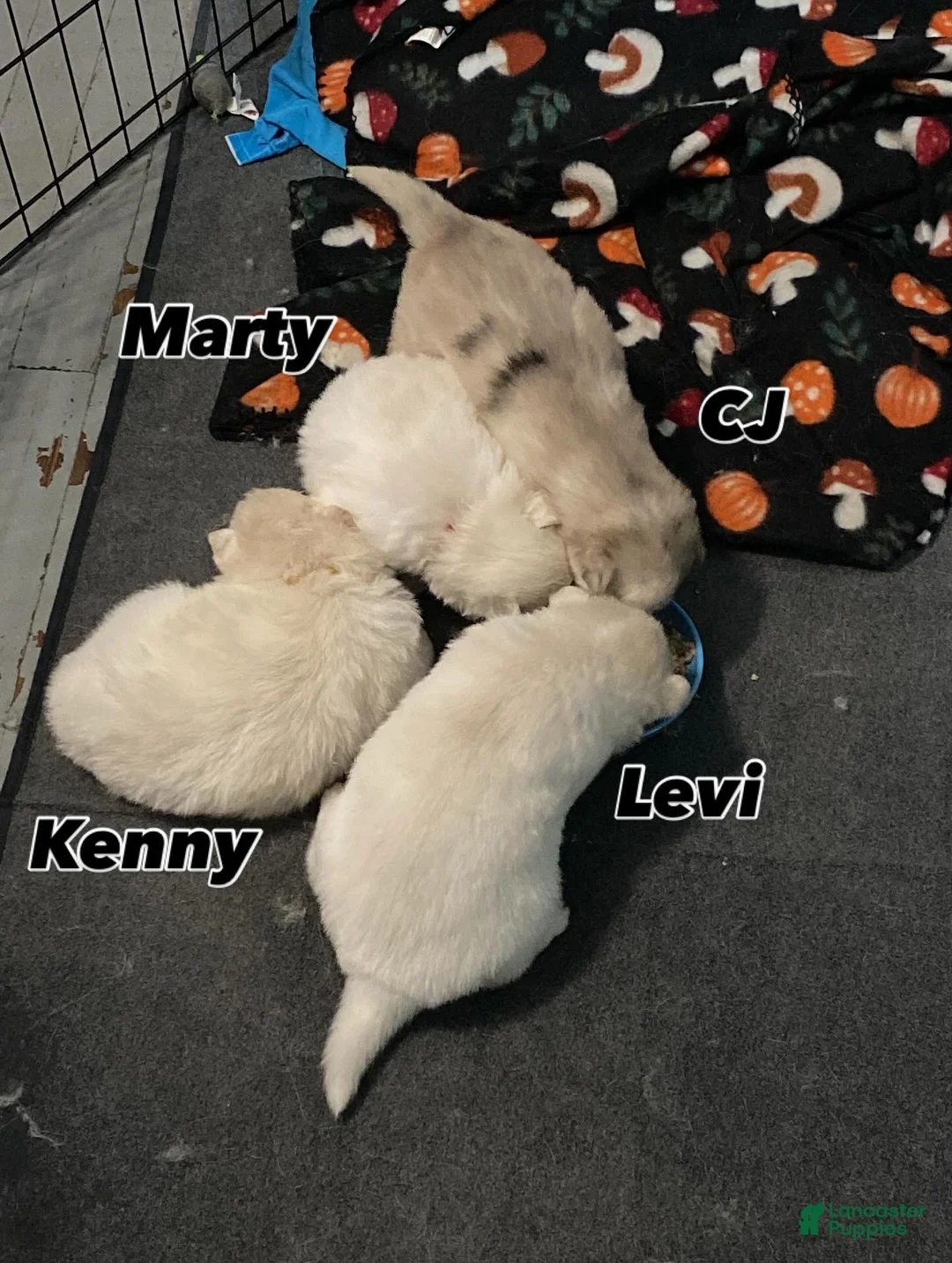 Pomsky dogs for sale: Marty - Ad 19