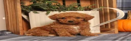 Miniature Poodle dogs for sale: Handsome - Ad 1