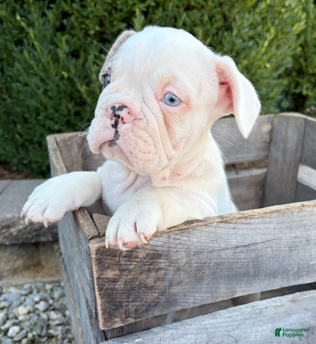 French Bulldog dogs for sale: Dina  - Ad 2
