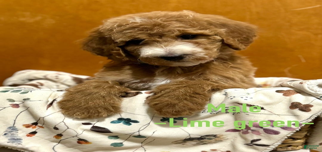 Gallery Image {{count}}