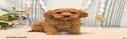 Cavapoo dogs for sale: Hickory - Ad 1