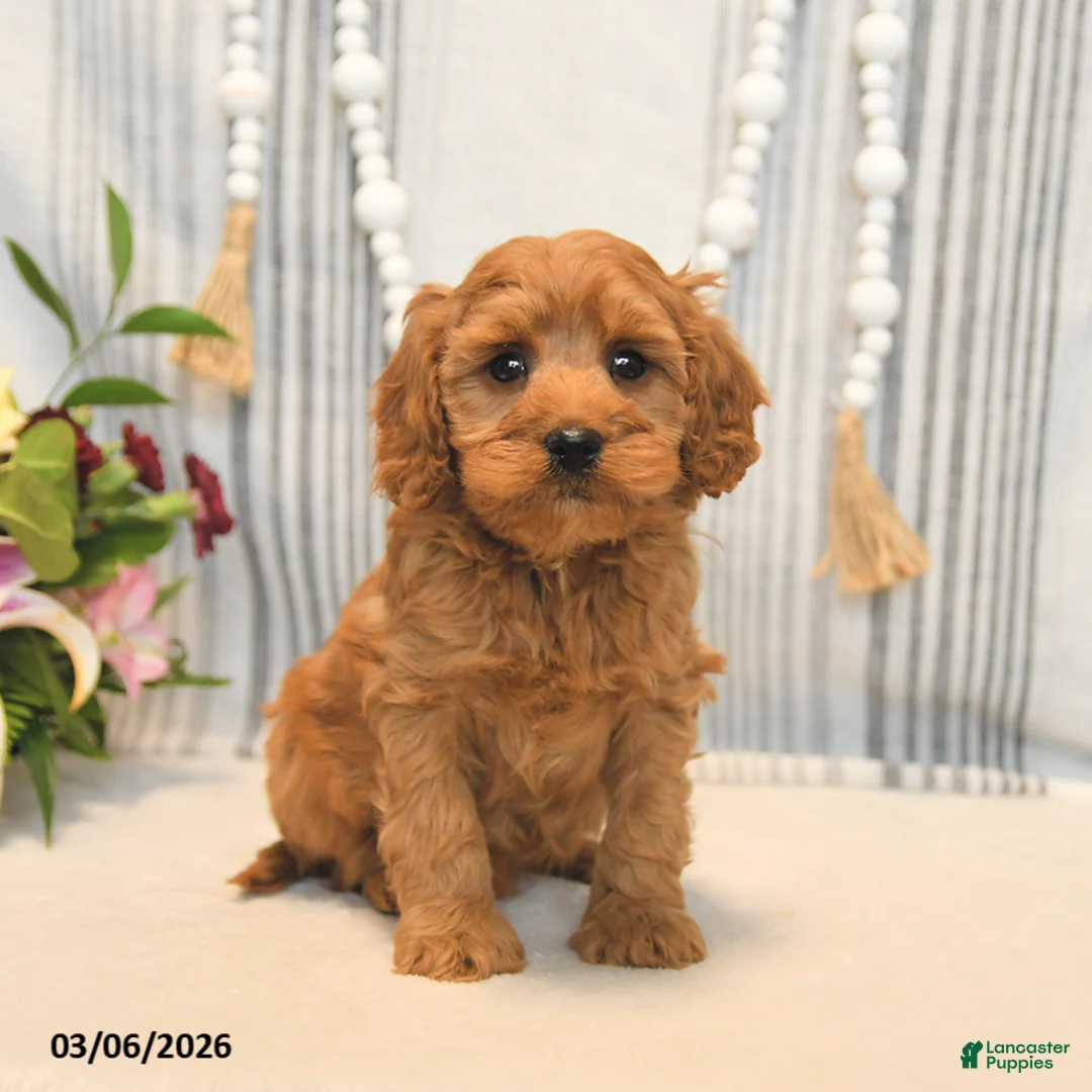 Cavapoo dogs for sale: Hickory - Ad 1