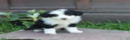 Australian Shepherd dogs for sale: Marshal - Ad 3