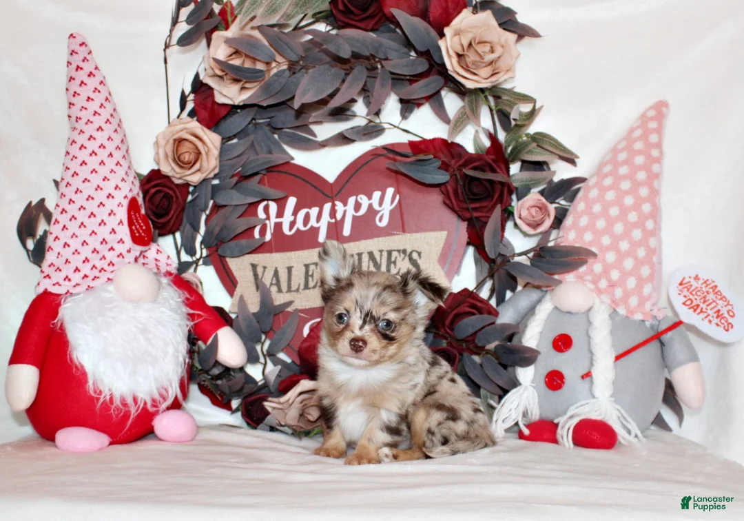 Chihuahua dogs for sale: Juno - Ad 1