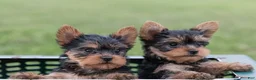 Yorkshire Terrier dogs for sale: Jasper - Ad 5