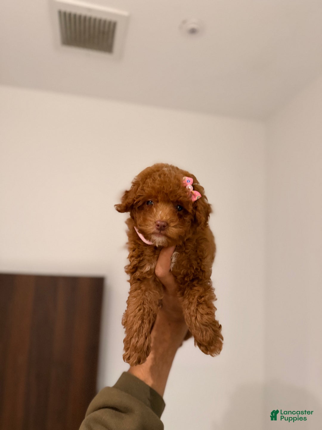 Toy Poodle dogs for sale: Teacup Nadiyah  - Ad 3