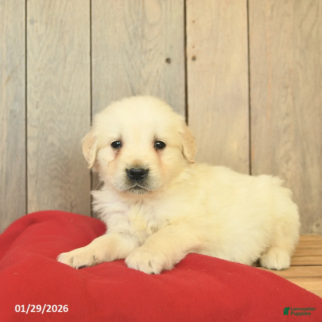 Golden Retriever dogs for sale: Gage  - Ad 3