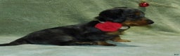 Miniature Dachshund dogs for sale: Miniature Dachshund Puppy 1 - Ad 6