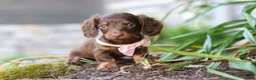 Miniature Dachshund dogs for sale: Stella - Ad 10