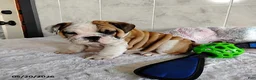English Bulldog dogs for sale: Rusty - Ad 4