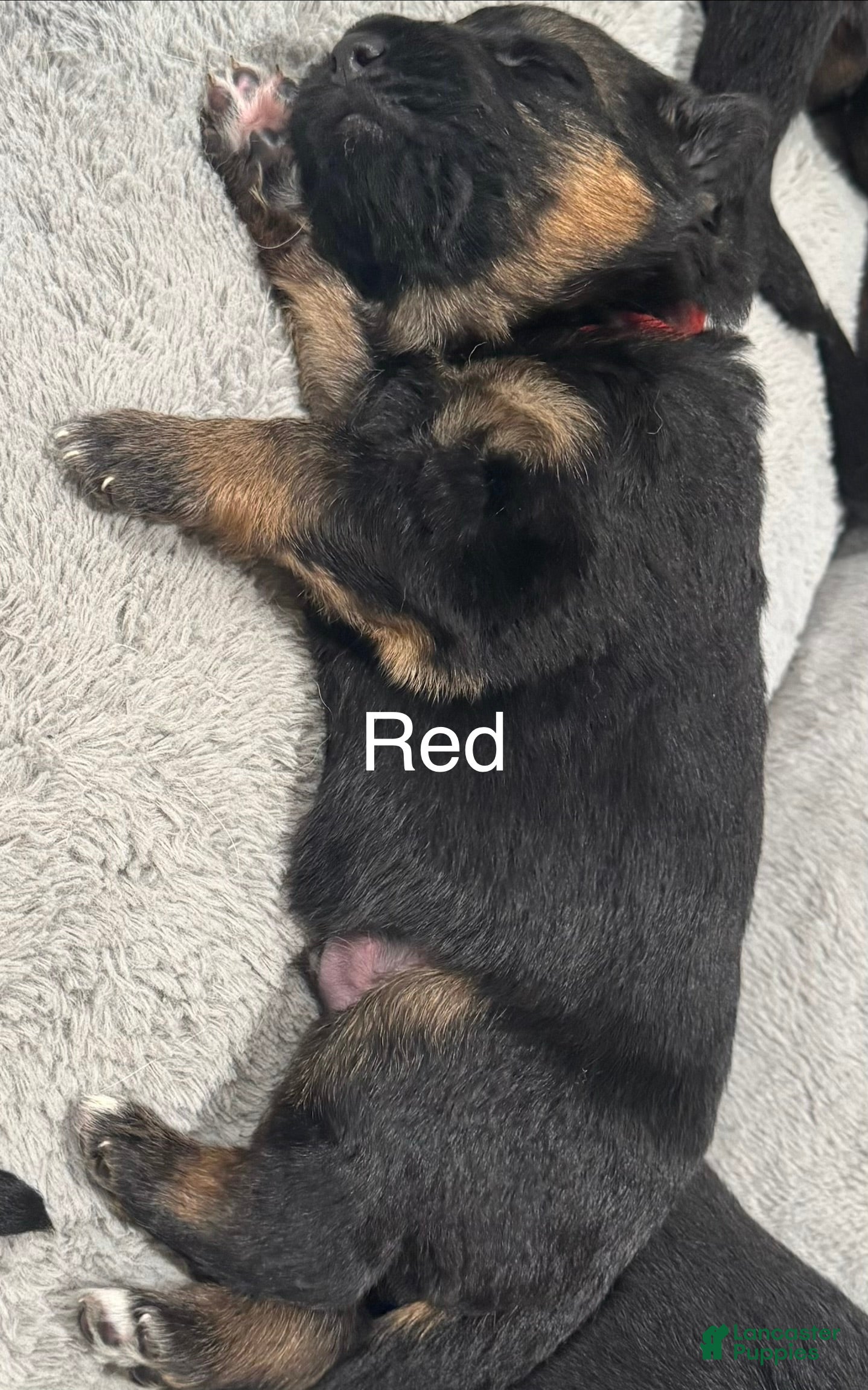 German Shepherd dogs Red - Ad 1