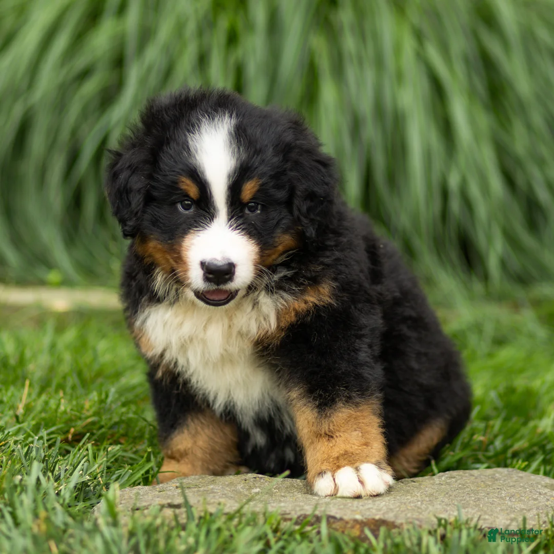 Bernese Mountain Dog dogs for sale: Brady Bernese Mountain Dog  - Ad 10