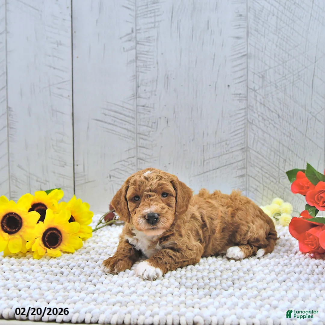 Mini Goldendoodle dogs for sale: Jamin - Ad 3