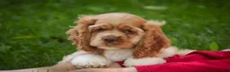 Cocker Spaniel dogs for sale: Atlas Cocker Spaniel  - Ad 11