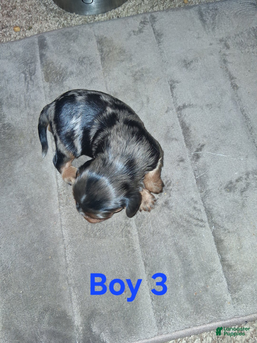 Cavalier King Charles Spaniel dogs for sale: Prince Louis - Ad 2
