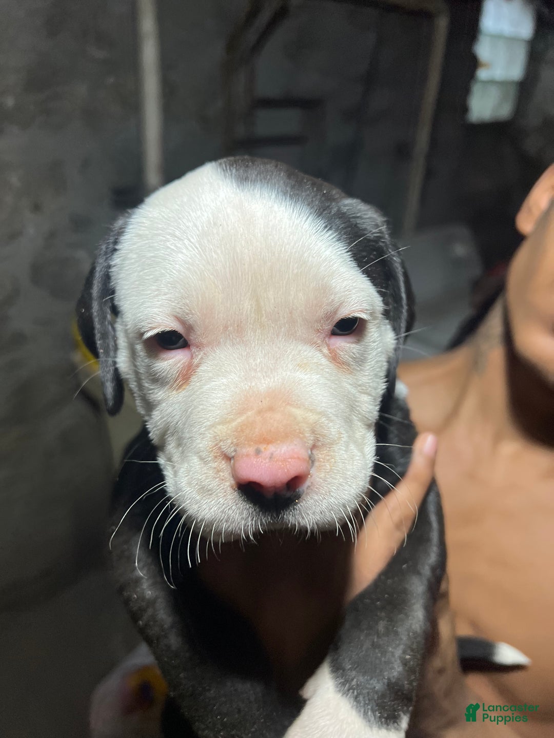 American Pit Bull Terrier dogs for sale: Chubbs - Ad 2