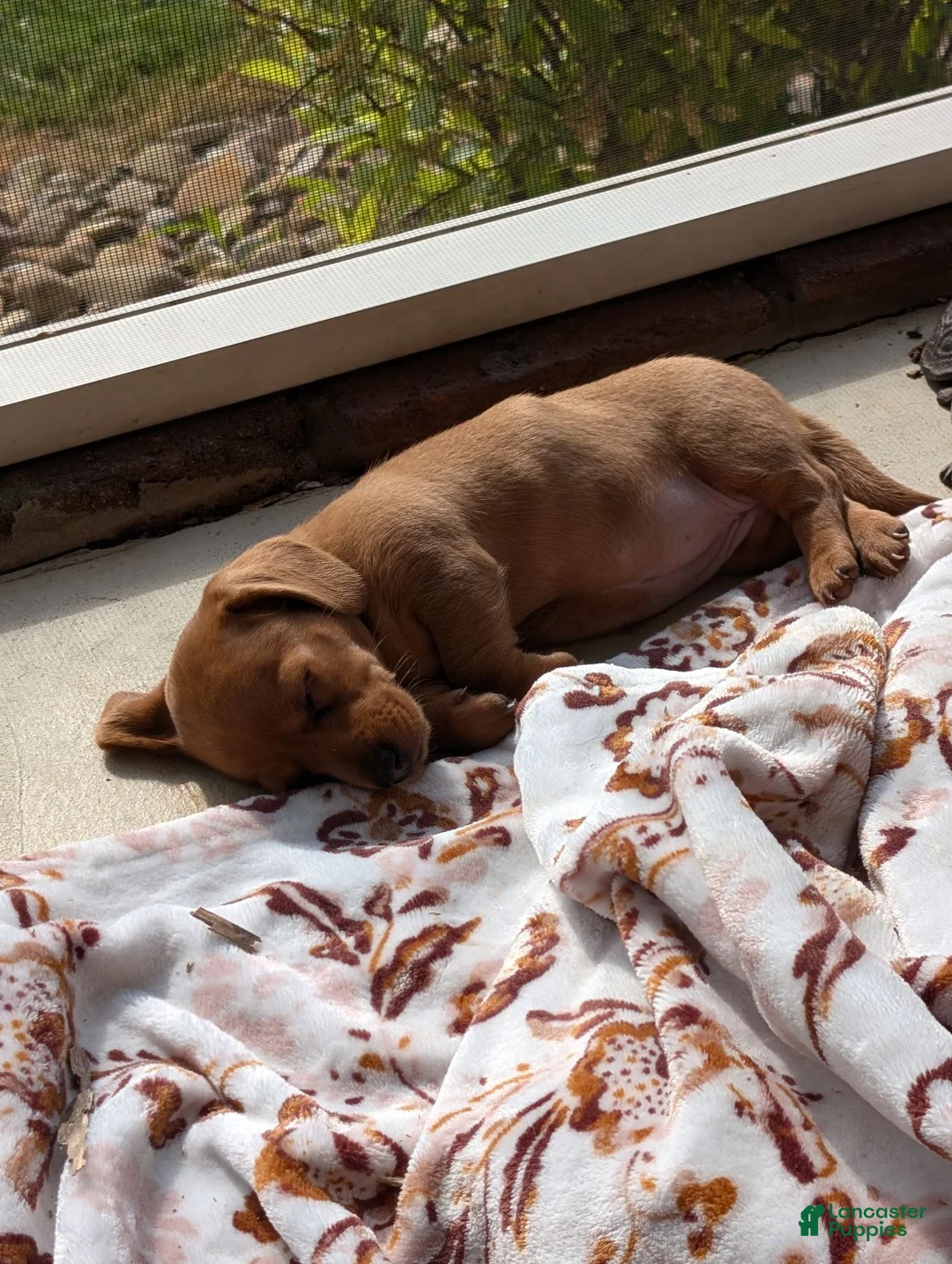 Miniature Dachshund dogs for sale: Miniature Dachshund 1 - Ad 17