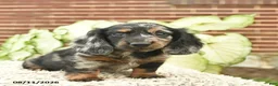 Miniature Dachshund dogs for sale: Comet  - Ad 1