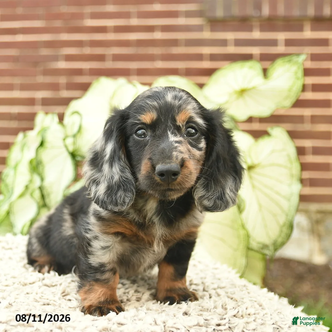 Miniature Dachshund dogs for sale: Comet  - Ad 1