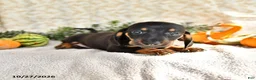 Miniature Dachshund dogs for sale: Junior - Ad 3