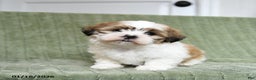 Shih Tzu dogs for sale: Gypsy - Ad 5