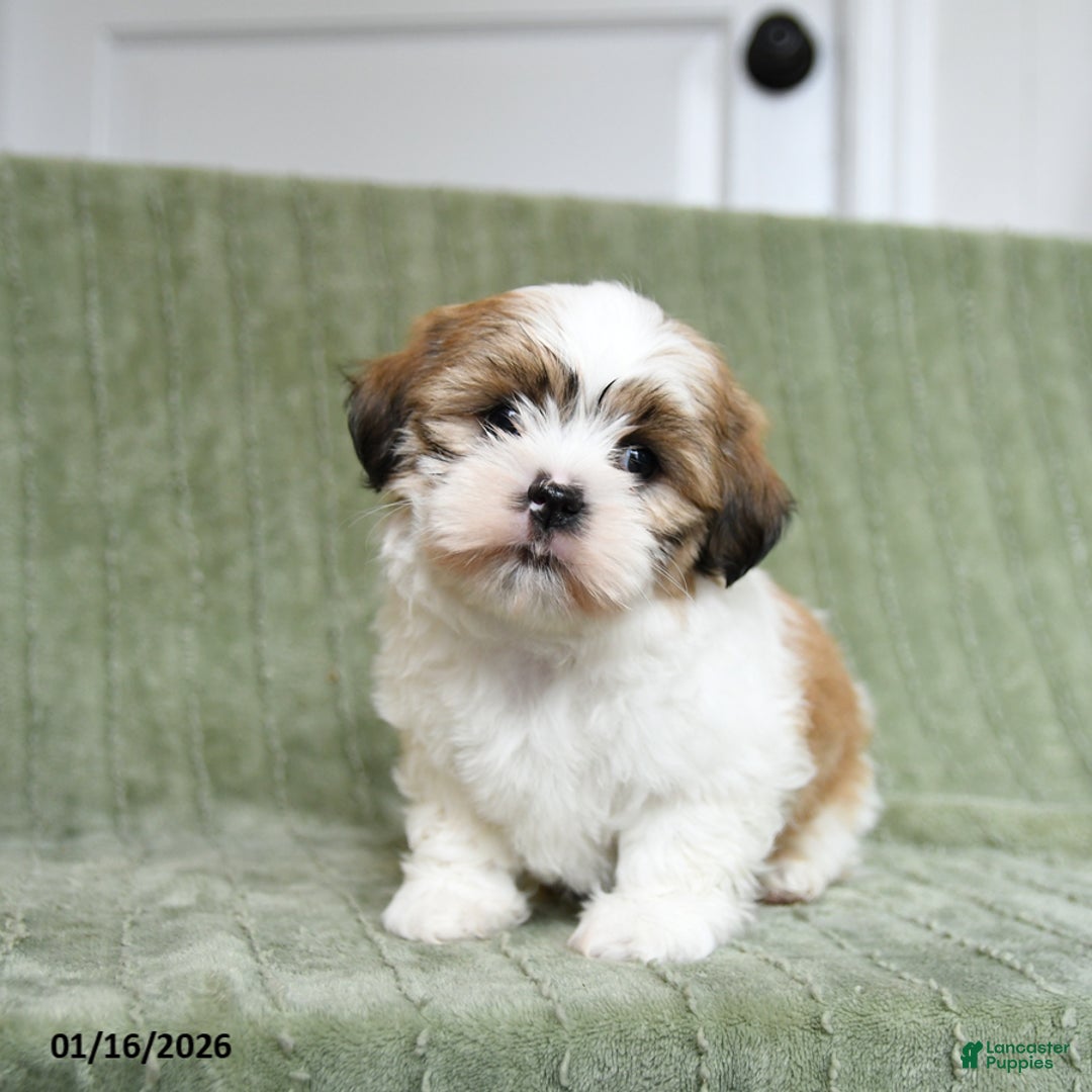 Shih Tzu dogs for sale: Gypsy - Ad 5