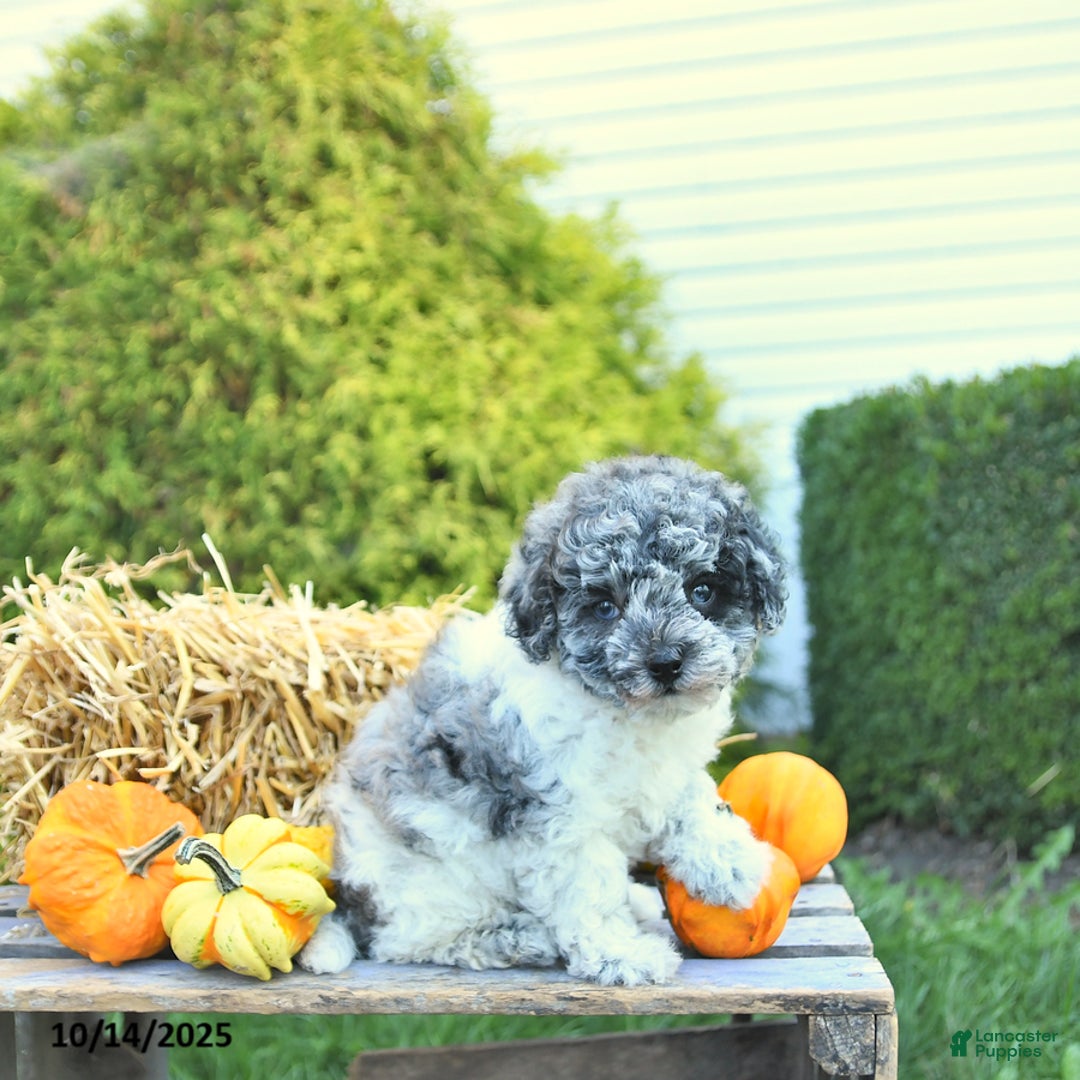 Havapoo dogs for sale: Princess EXTRA SMALL - Ad 7