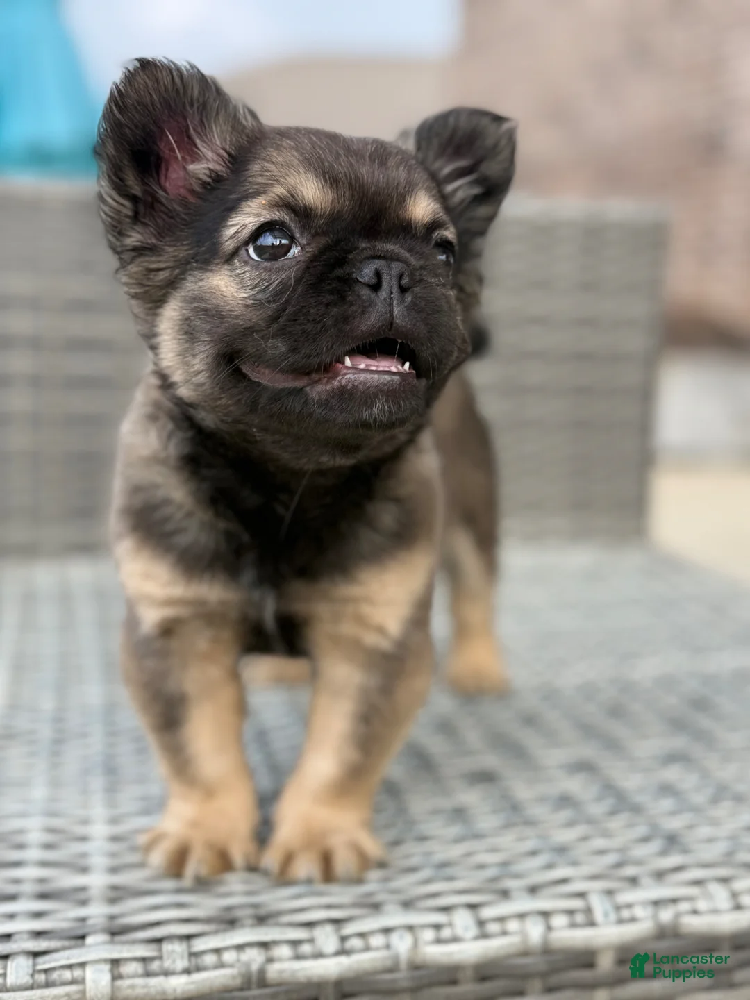 French Bulldog dogs for sale: Fluffy French Bulldog Female - Ad 1