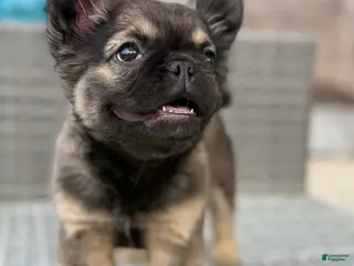 French Bulldog dogs Fluffy French Bulldog Female - Ad 1