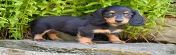 Miniature Dachshund dogs for sale: Rosie - Ad 1