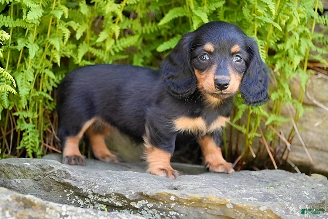 Miniature Dachshund dogs for sale: Rosie - Ad 1